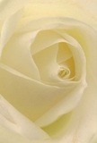 Step close to this delicate heart of a white rose, and you're transported into Brockley's serene spirit-a place where gentle beauty and heartfelt intention flourish. The petals unfurl in a mesmerizing spiral, their creamy, matte texture inviting you to imagine the sensation of early dew on a spring morning in Blythe Hill Fields. Each ivory fold captures the light with a quiet glow, while shadows between the petals add depth and drama in the softest possible way. The feeling is pure peace-like the hush before a personal milestone or a tender gesture of sympathy. As a long-standing Brockley florist, I see this classic rose as our purest symbol for comfort, remembrance, or new beginnings. A faint, sweet fragrance seems to linger, carrying the soft promise of hope and renewal. The close perspective showcases not just the flower's sculpted perfection, but the thoughtful, mindful work of local hands at Brockley Flowers, ready to deliver comfort and celebration to friends and neighbours throughout SE4.